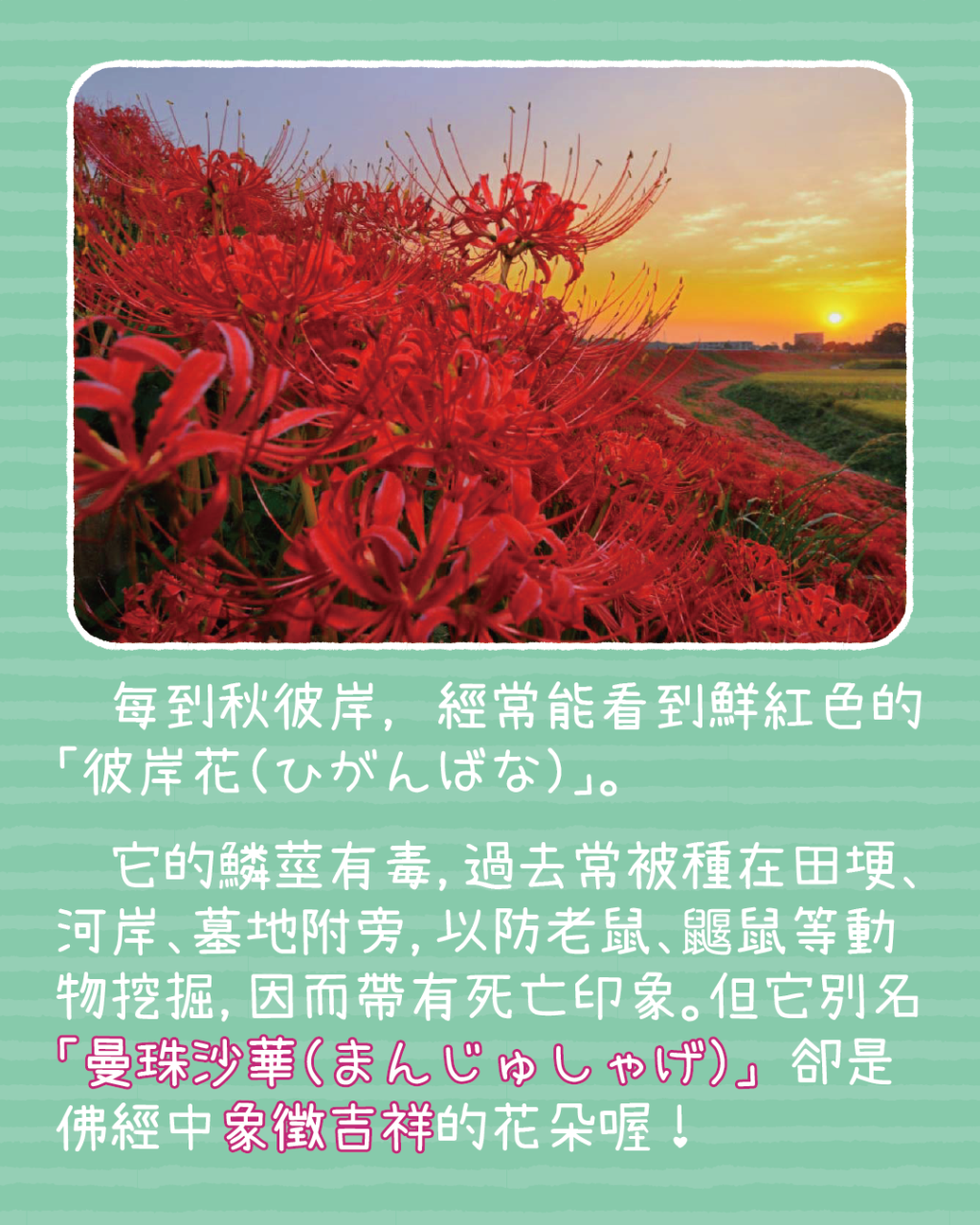 Slide 8: 動漫里的彼岸花
